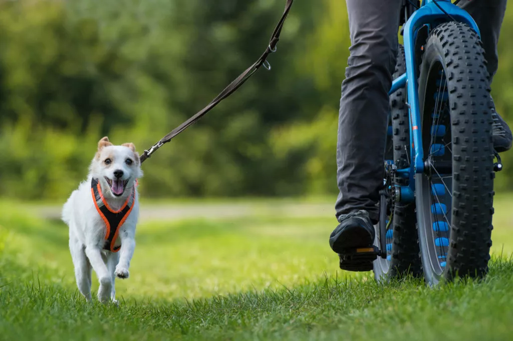 Hond en fiets