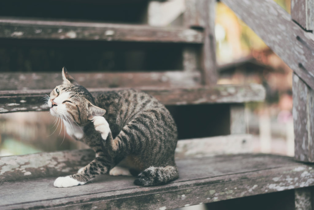 Juckreiz ist ein Hinweise auf Flöhe bei Katzen