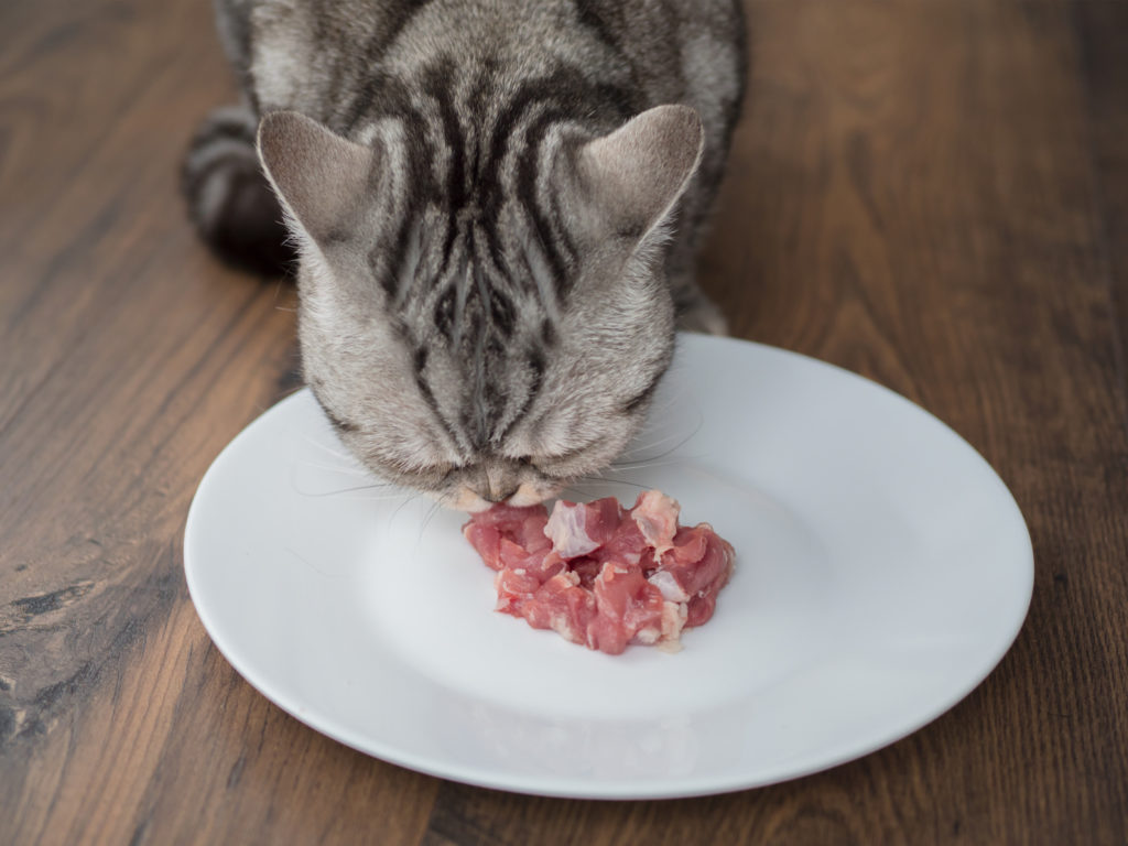 Katze frisst in der Wohnung frisches Fleisch