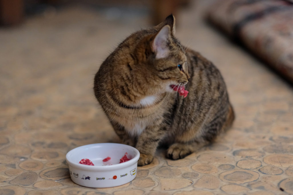 Freigänger-Katze vor Futternapf mit Fleisch