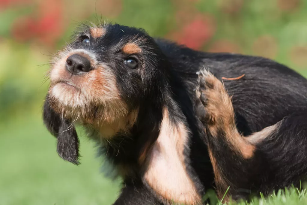 Ein Hund mit Parasiten kratzt sich Parasiten beim Hund sorgen für Juckreiz
