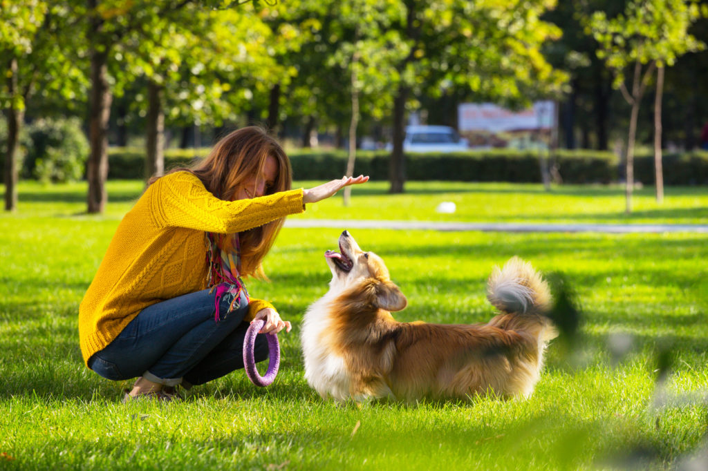 Spelen in een park met je hond