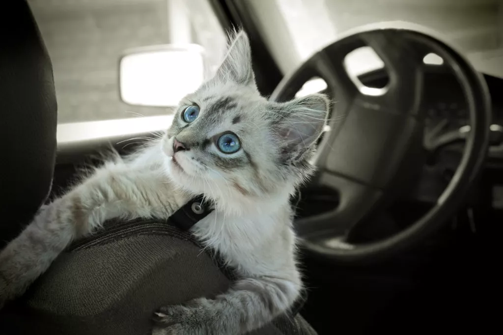 Kätzchen im Auto