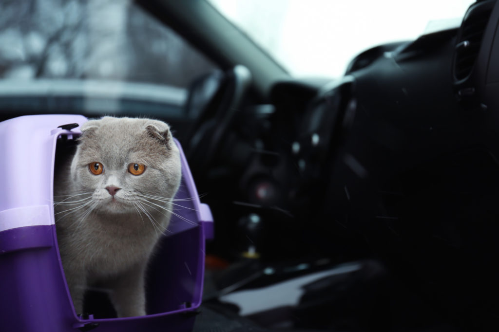 Katze im Auto