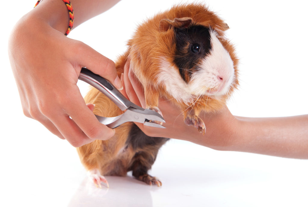 meerschweinchen pflege