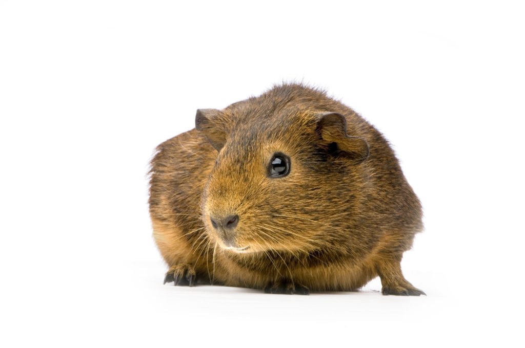 meerschweinchen pflege