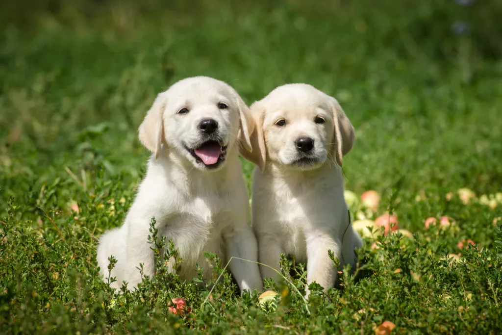 Zwei Labradorwelpen sitzen auf einer Wiese