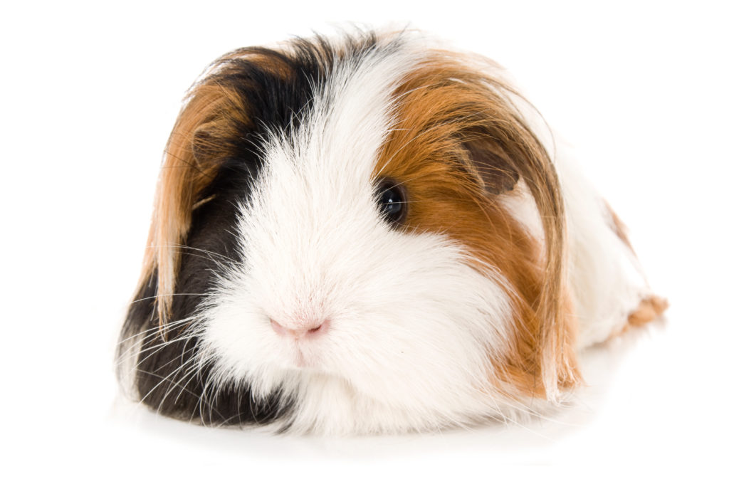 meerschweinchen pflege