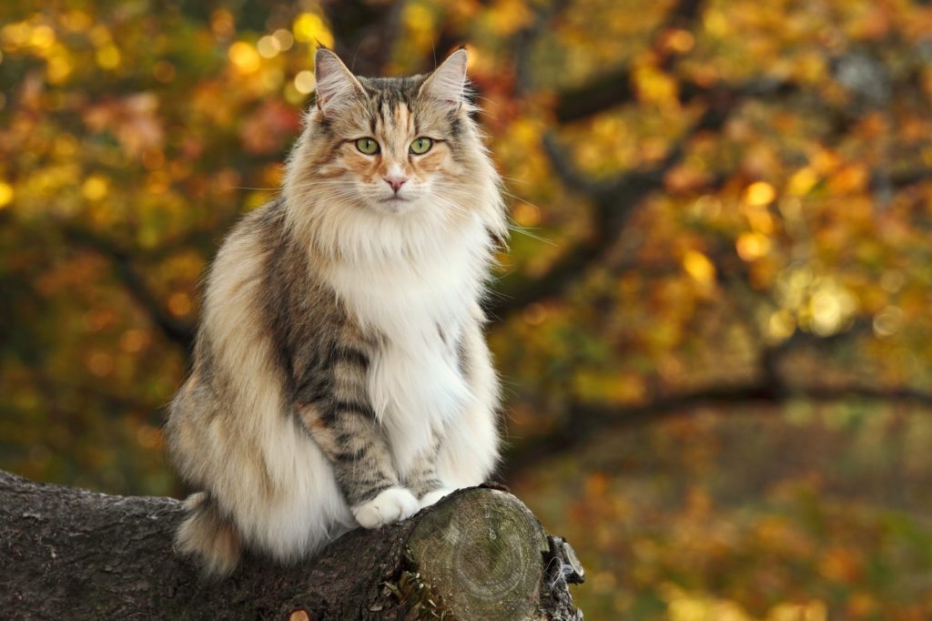 norwegische waldkatze dreifarbig norwegische waldkatze dreifarbig auf baum