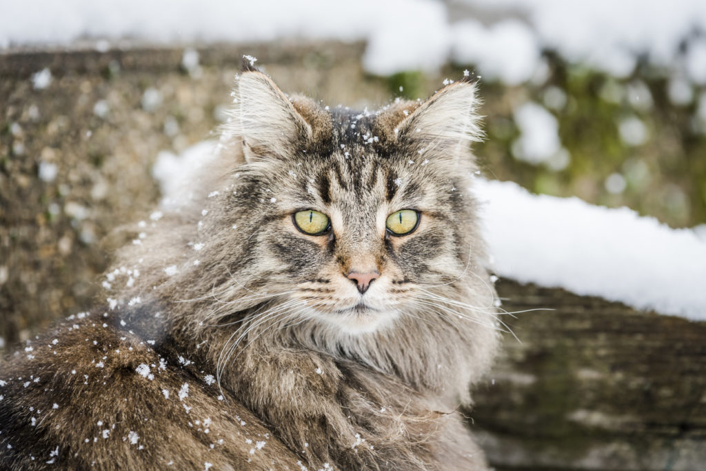 norwegische waldkatze schnee