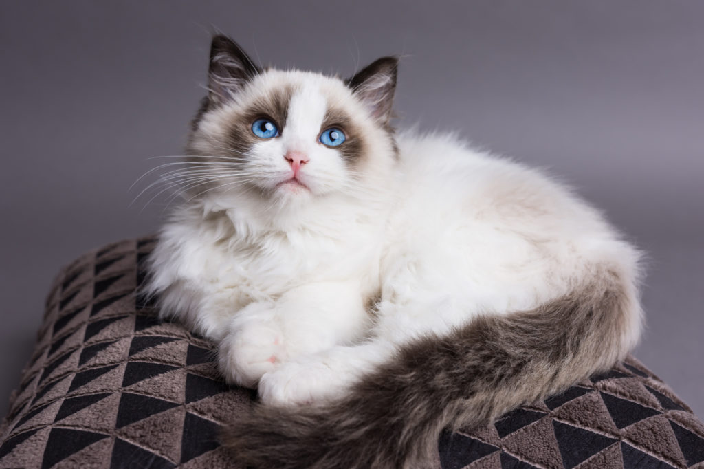 ragdoll katzenbaby mit blauen Augen ragdoll katzenbaby