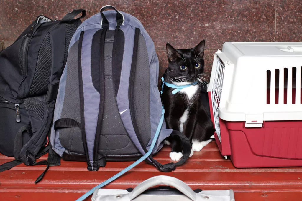 katzen reisen mit leine und transportbox