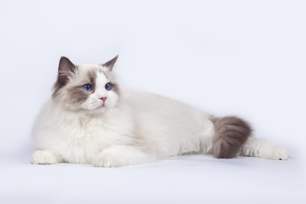 schöne ragdoll katze schöne ragdoll katze