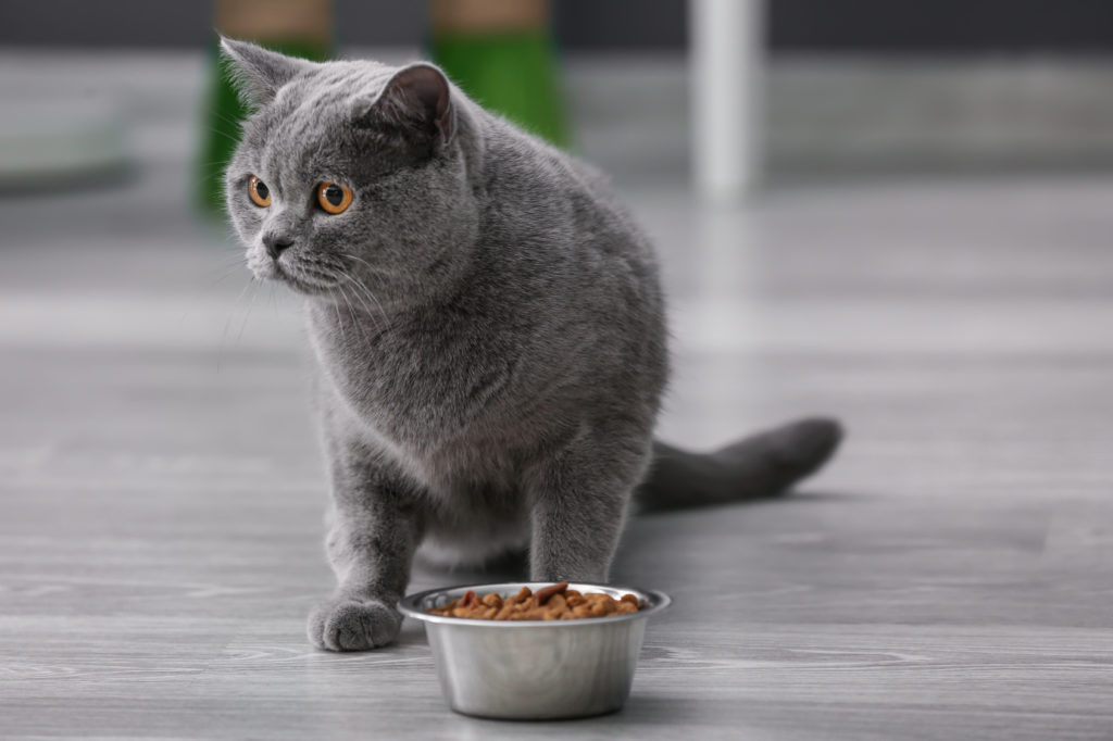 futter für wohnungskatzen Futter für die Wohnnungskatze
