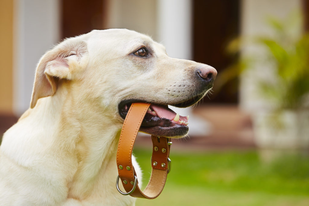 geschirr oder halsband halsbånd eller sele til hunde?
