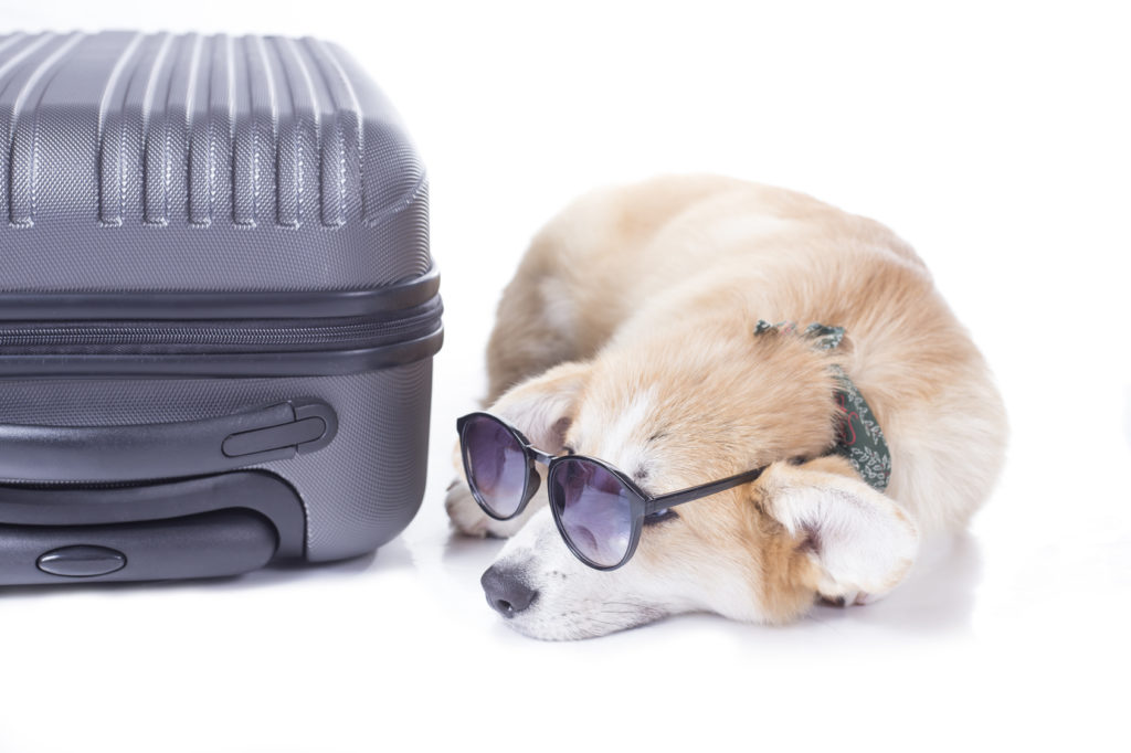 Eine Flugreise mit Hund Hund im Flugzeug