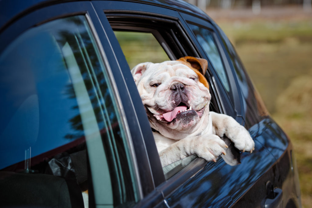 mit hund reisen mit hund reisen
