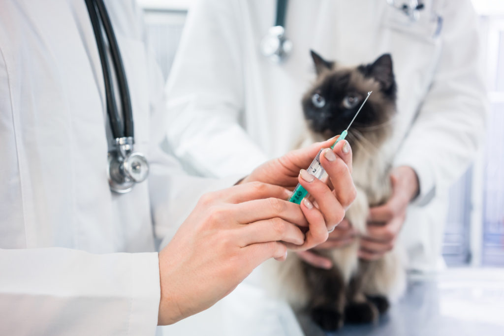 katzen impfen Tierarzt bereitet eine Impfung für die Katze vor