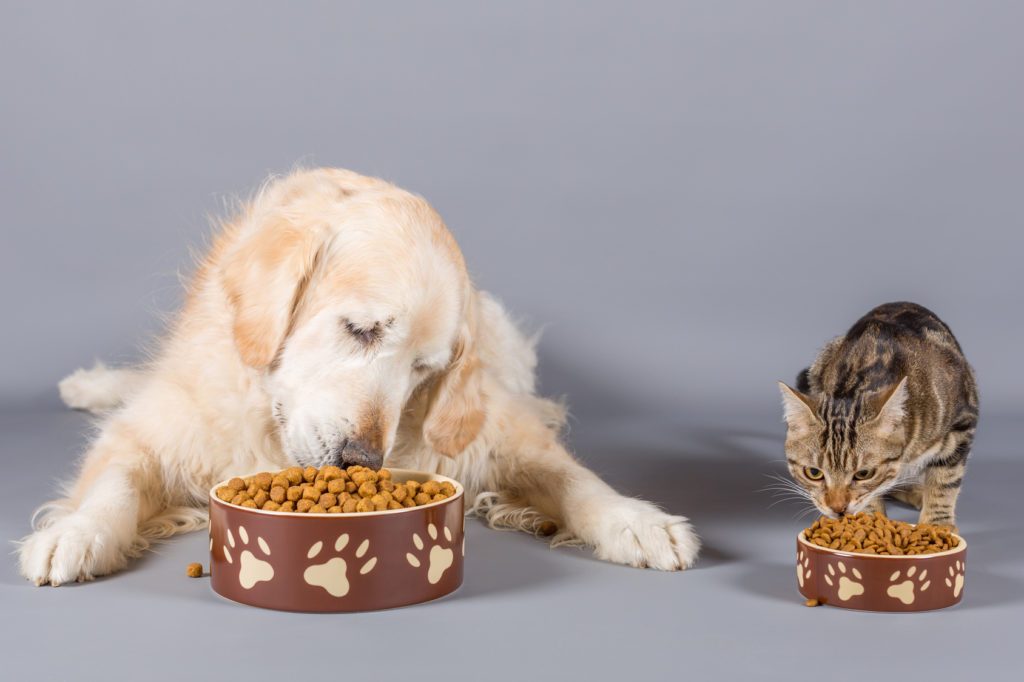 Τροφή σκύλου σε γάτα