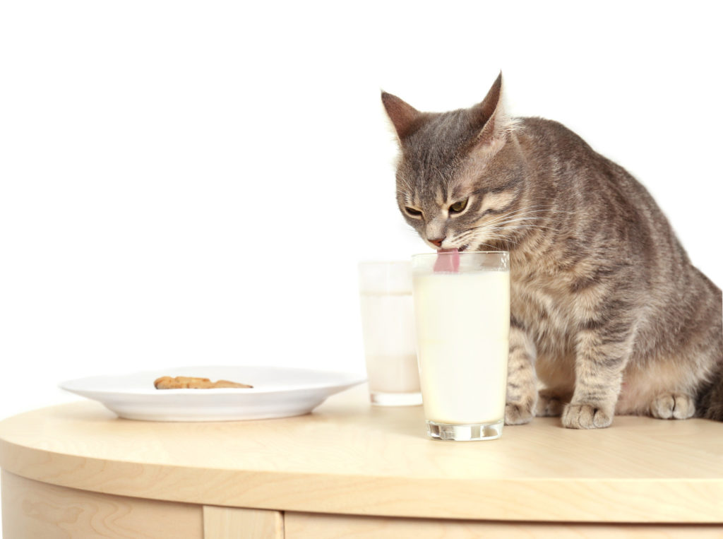 γάλα για γάτες
