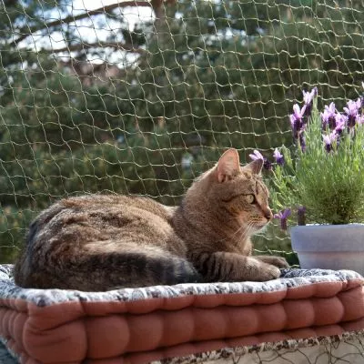 katze vor katzennetz