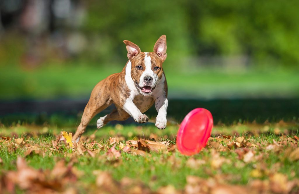 American staffordshire terrier frisbee Koirafrisbee
