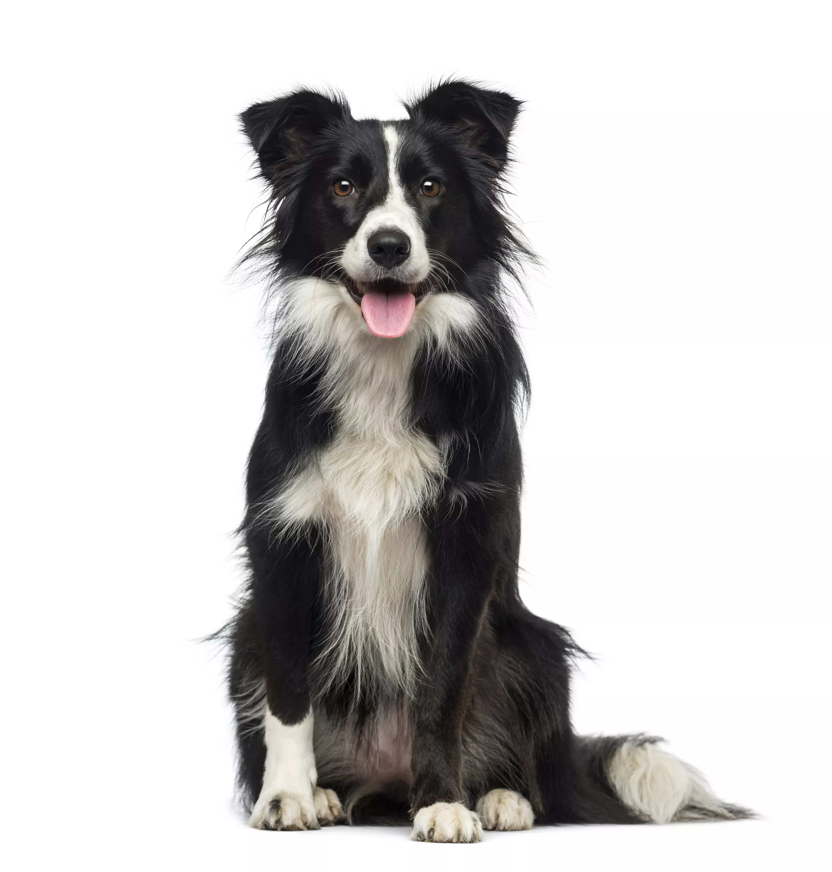 Border collie mange hot sale