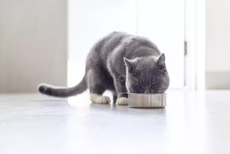 katt som spiser