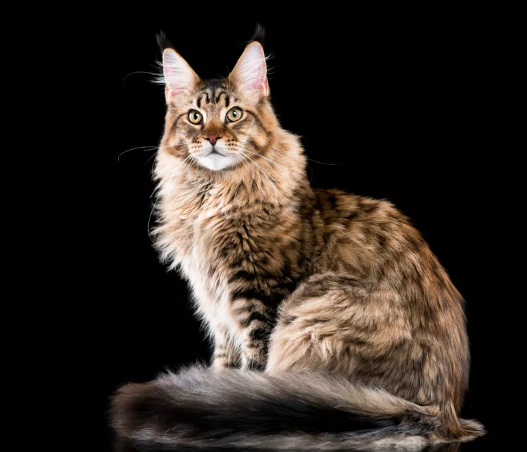 Maine Coon katt