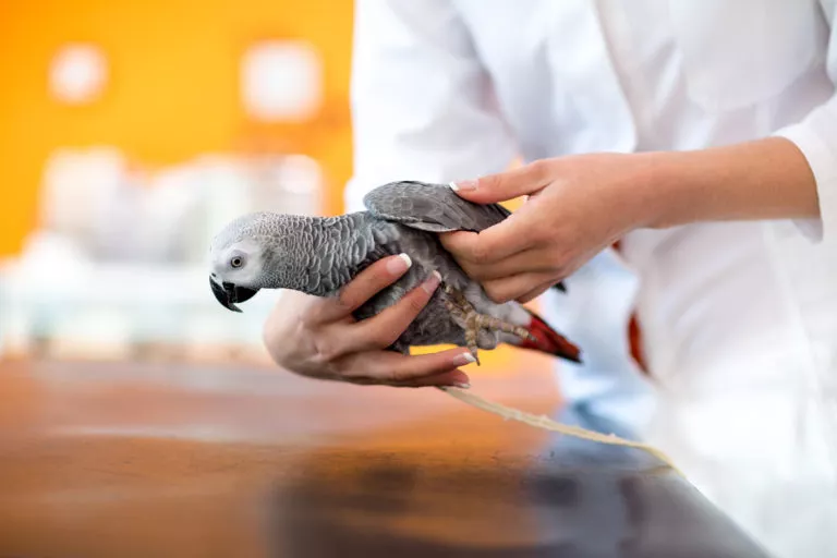 papegøye hos veterinær