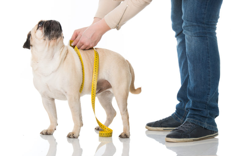 overvektig hund overvektig hund