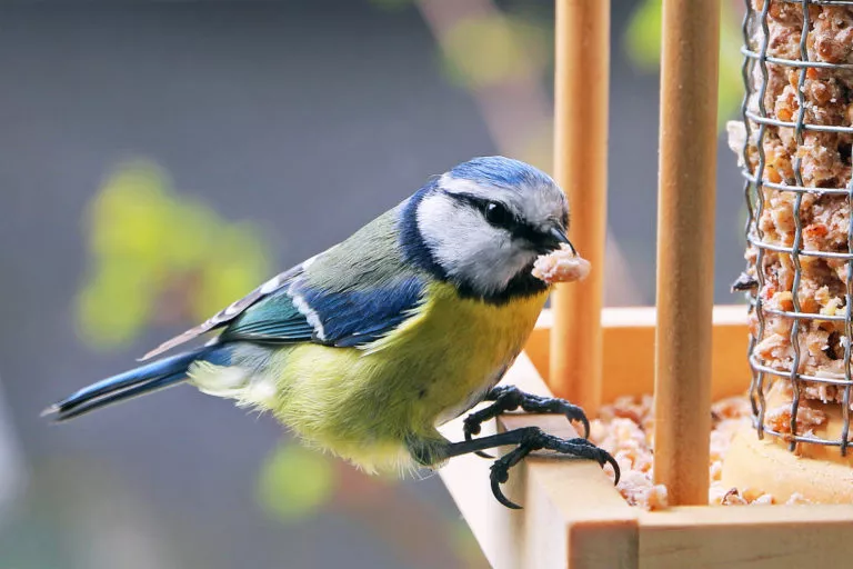 spisende småfugl på fuglemater