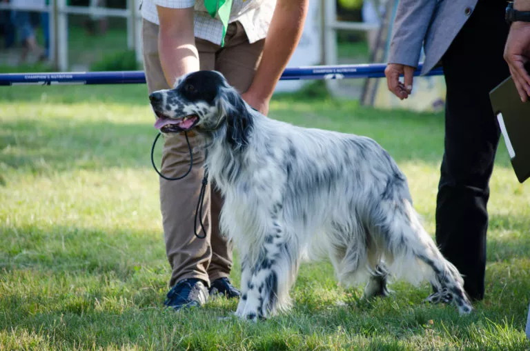 Engelsk Setter utendørs