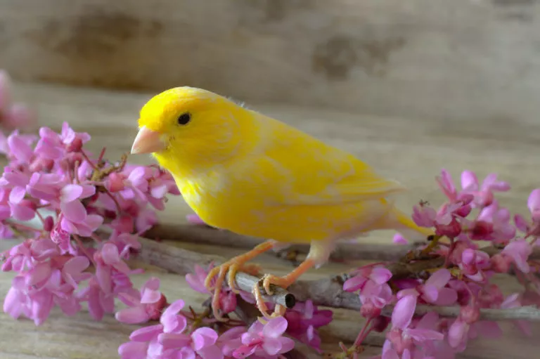 gul kanarifugl med blomster