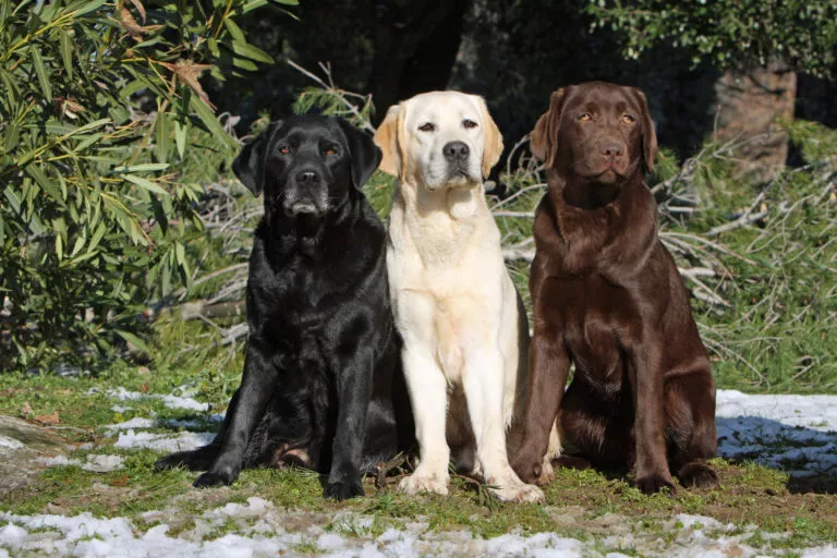 labrador i tre farger