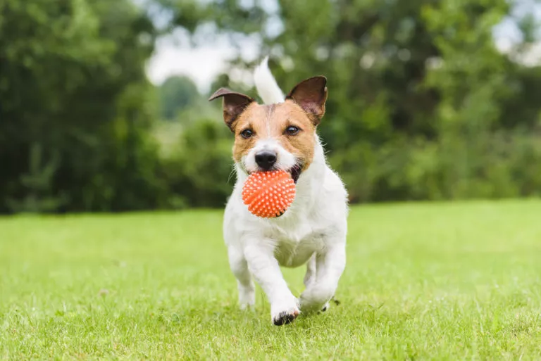 lekende hund