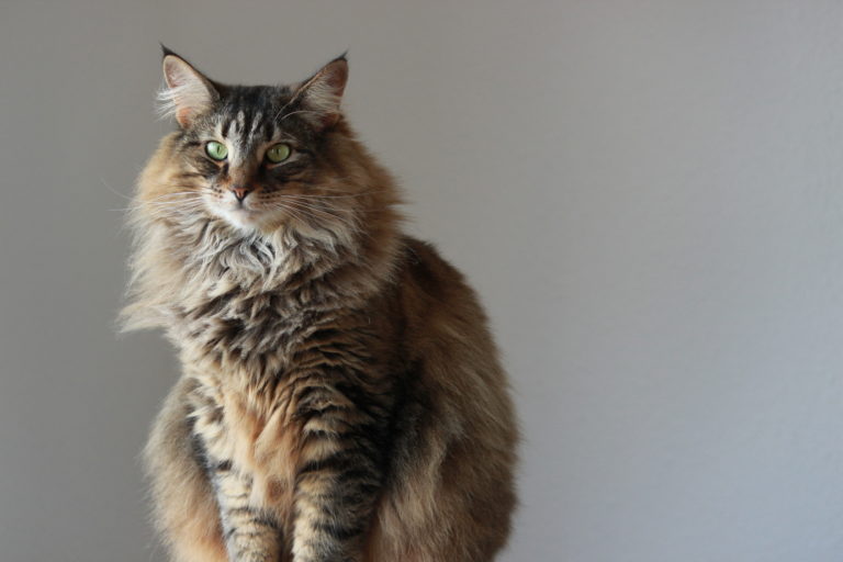 Norsk skogkatt Norsk skogkatt