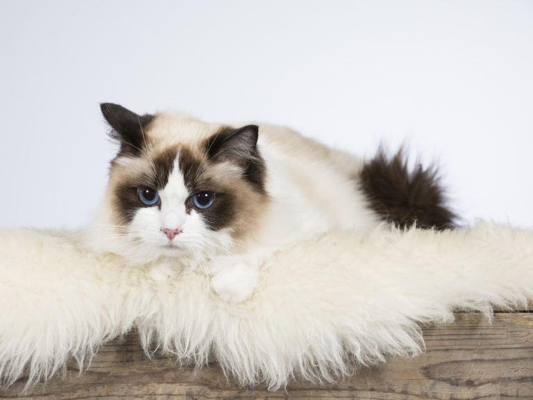 Ragdoll katt Ragdoll katt