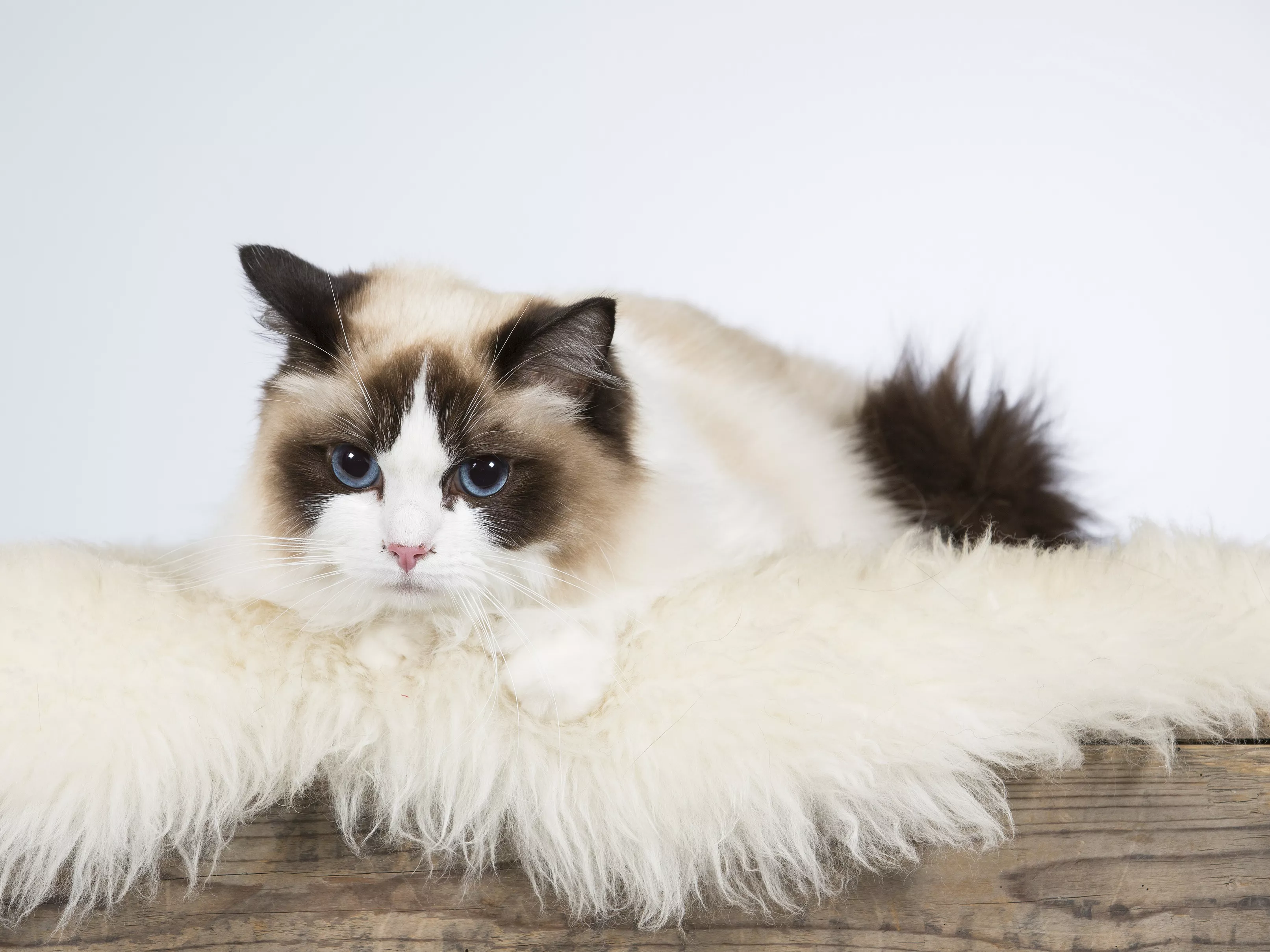 Ragdoll informasjon om katteraser zooplus magasin