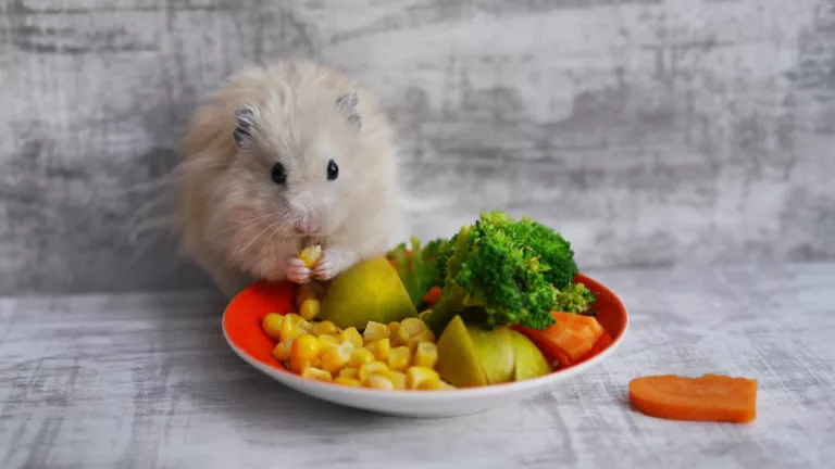 hamster spiser grønnsaker