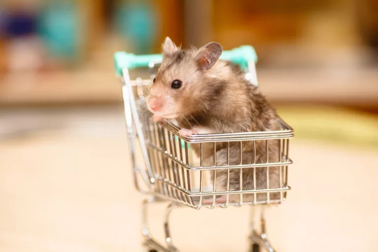 grått hamster i liten handlevogn