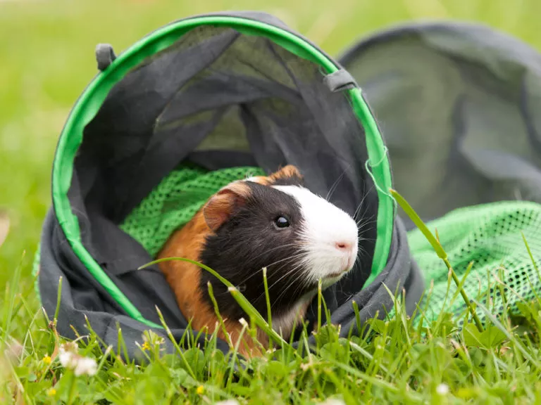 marsvin i agility tunnel