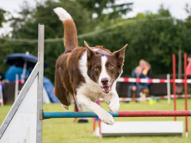 border collie agility