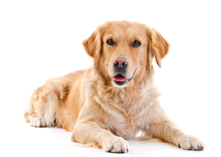 Golden Retriever Golden Retriever