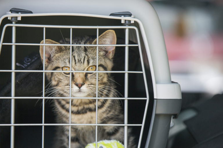 katt i reisebur katt i reisebur