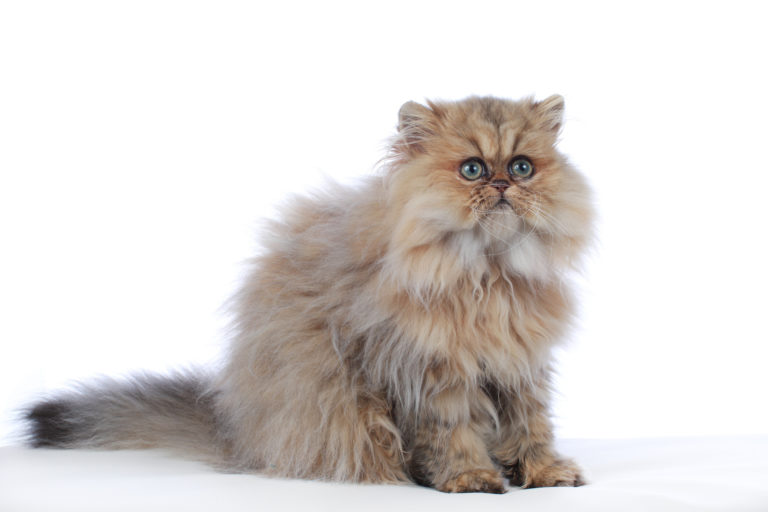perserkatt perserkatt