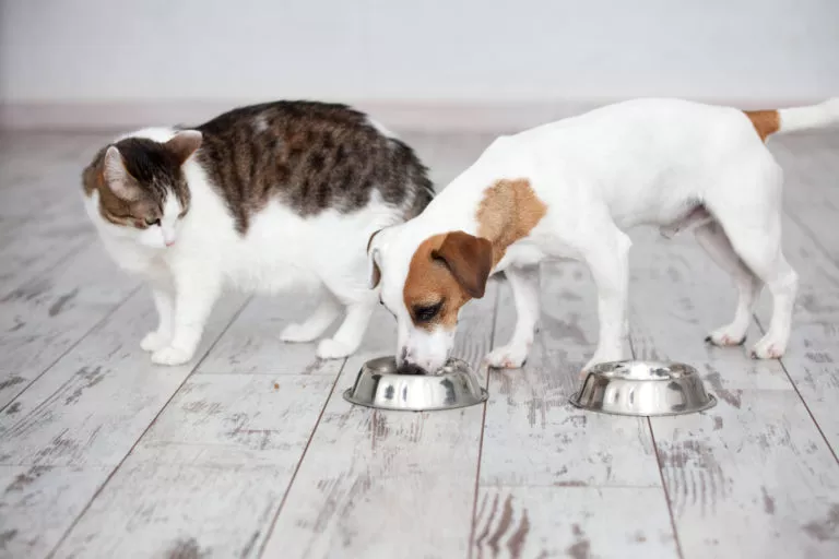 hund og katt spiser fra forskål