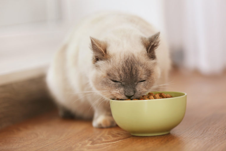 katt som spiser fra keramikkskål