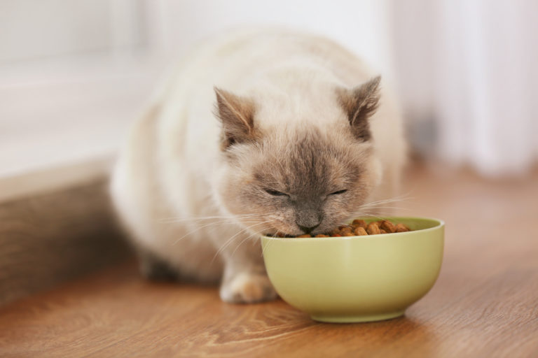 katt som spiser fra keramikkskål katt som spiser fra keramikkskål