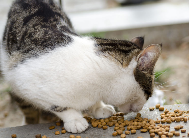 utekatt som spiser utekatt som spiser